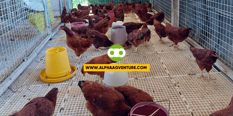 Panagkat Cabalen - Pamitagun King Online Chicken Farming Business Seminar King April 1 , 2023