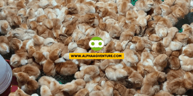 Possible Causes ng Rhode Island Red Chicks na Bumabagsak ang Pakpak on Day 3