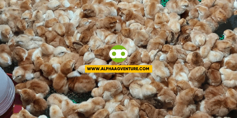 Possible Causes ng Rhode Island Red Chicks na Bumabagsak ang Pakpak on Day 3