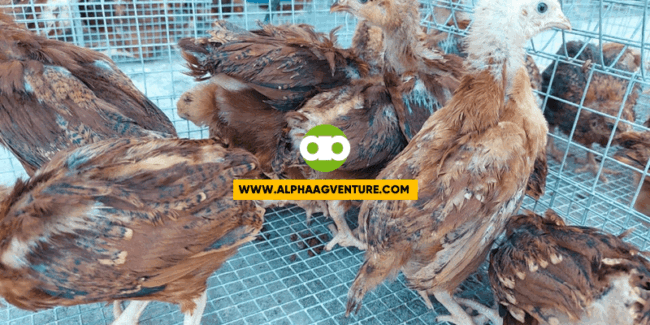 Rhode Island Red chicks