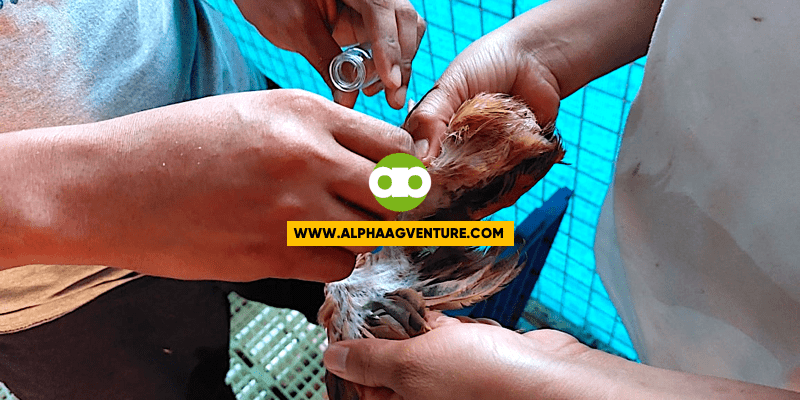 Fowlpox Vaccine