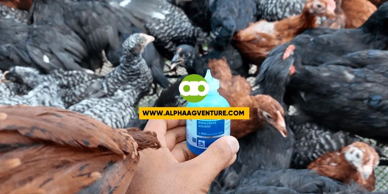 Pwede Bang Hindi Magbakuna ng Rhode Island Red Kung Kaunti Lang Sila?