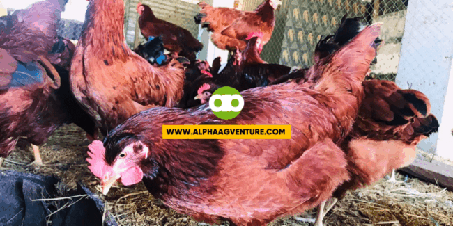 Rhode Island Red