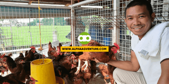 Rhode Island Red Rooster