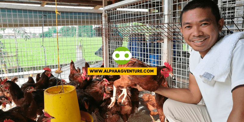 Rhode Island Red Rooster