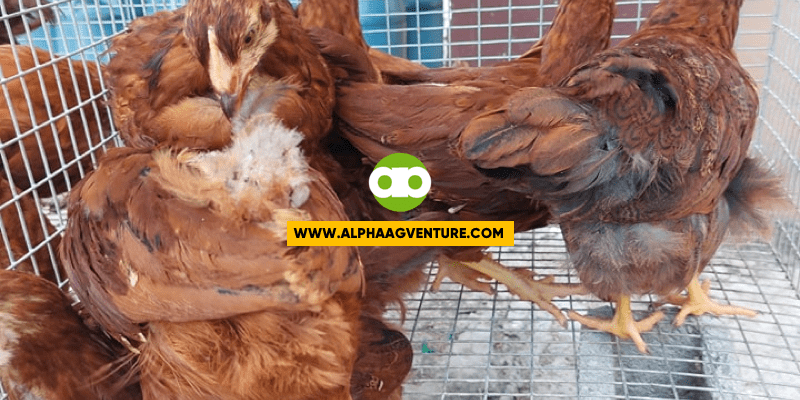 Unlimited Ba Dapat ang Pagkain ng mga 4-Week-Old na Rhode Island Red at Black Australorp?