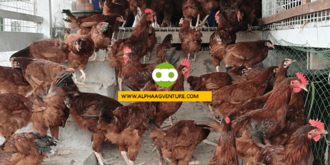 Aling Rhode Island Red ang Magandang Alagaan Production Type or Dark Mahogany