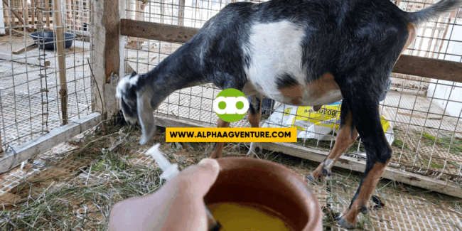 Ano ang Gamot sa Kambing na Malambot ang Dumi Kahit Regular ang Pagpupurga