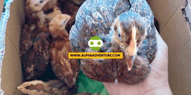 Ano ang Mas Magandang Alagaan- Dekalb Brown o Rhode Island Red