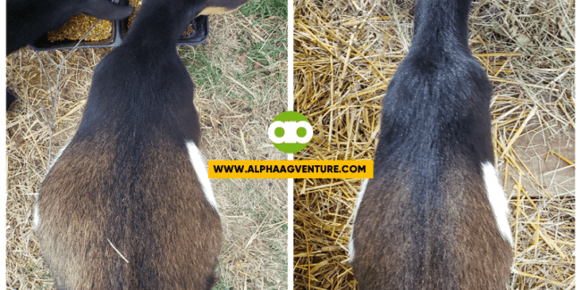 Ano ang Solution sa Goat Bloat at Paano Ito Maiiwasan