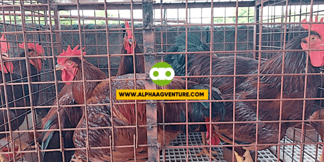 Ano ang Tamang Edad at Timbang ng Rhode Island Red Rooster Bago Ito Katayin for Meat Production?