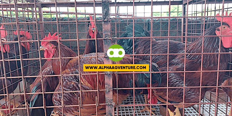 Ano ang Tamang Edad at Timbang ng Rhode Island Red Rooster Bago Ito Katayin for Meat Production?