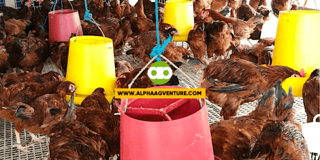 Ano ang Tamang Oras ng Pagpapakain sa mga Manok?