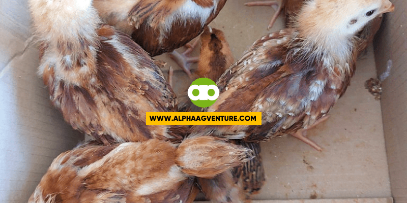 Ano ang mga Dapat Gawin Pagdating ng mga 1-Month-Old Rhode Island Red Chicks Mo