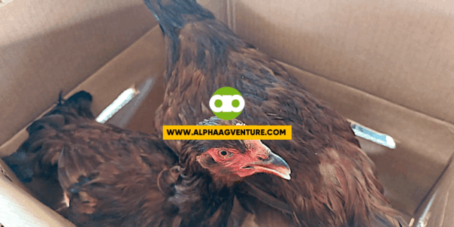 Ano ang mga Dapat Unahing Isipin Bago Gumawa ng Line ng Manok