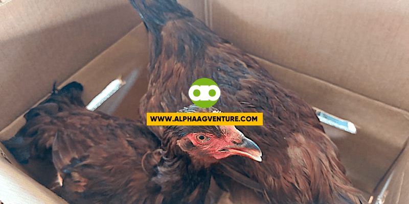 Ano ang mga Dapat Unahing Isipin Bago Gumawa ng Line ng Manok