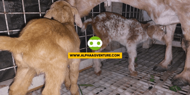 Anong Gagawin If Overdue na sa Panganganak ang Iyong Kambing