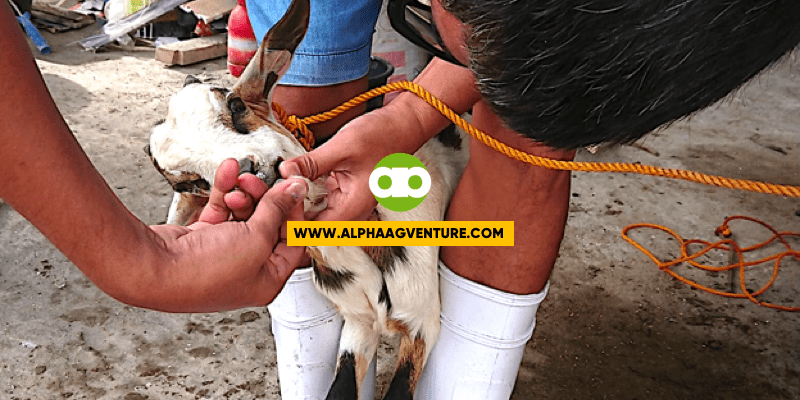 Bakit Hindi Ako Gumagamit ng Ivermictin as Dewormer sa mga Kambing, Tupa, at Baka