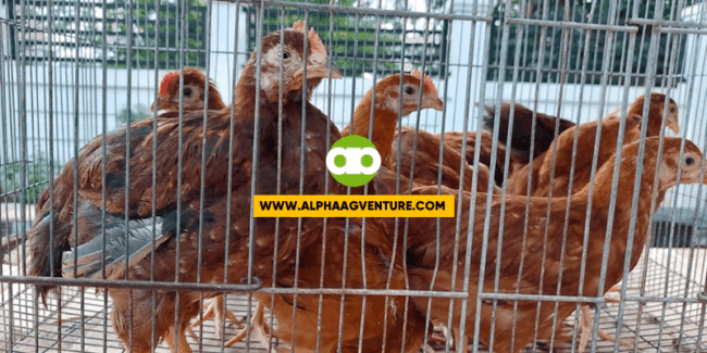 Bakit May Lumabas na Rhode Island White Kahit Parehong Rhode Island Red ang Parent