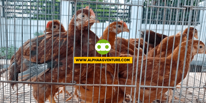 Bakit May Lumabas na Rhode Island White Kahit Parehong Rhode Island Red ang Parent