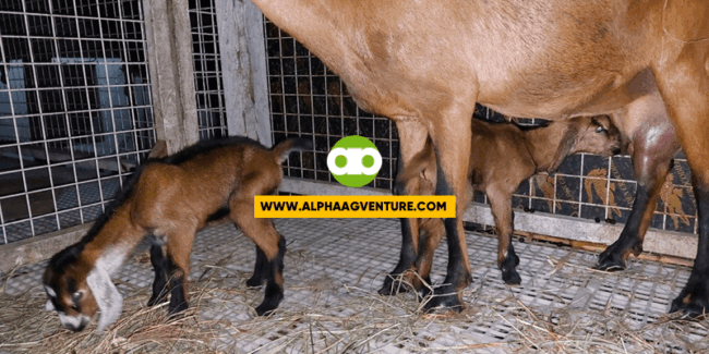 Bakit Namamatay ang Bagong Silang na Kambing