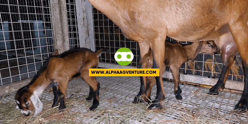 Bakit Namamatay ang Bagong Silang na Kambing