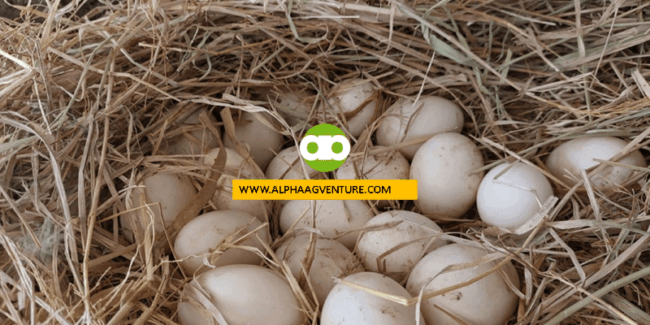 Dapat Bang I-Extend ang Incubation ng mga Itlog Sa Hatcher Kung May Humahabol Pang Sisiw