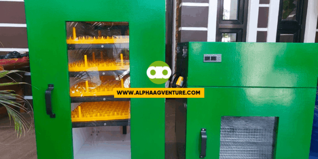 Dapat na bang Ilabas sa Hatcher ang mga Naunang Napisa o Sabay-Sabay Dapat sa 21st Day