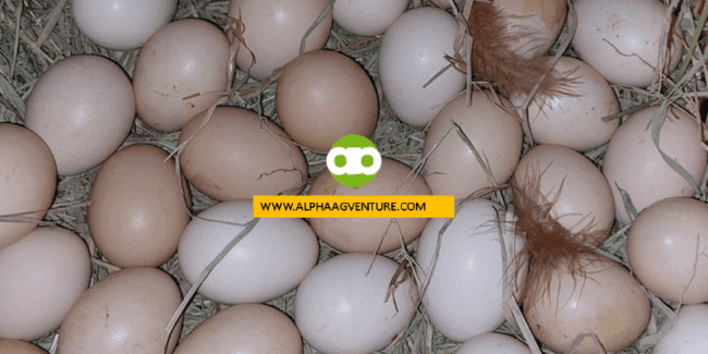 Ilang Oras ang Kailangan ng Rhode Island Red Hen Para Mabuo at Mailabas Nito ang Itlog