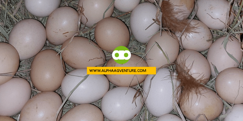 Ilang Oras ang Kailangan ng Rhode Island Red Hen Para Mabuo at Mailabas Nito ang Itlog