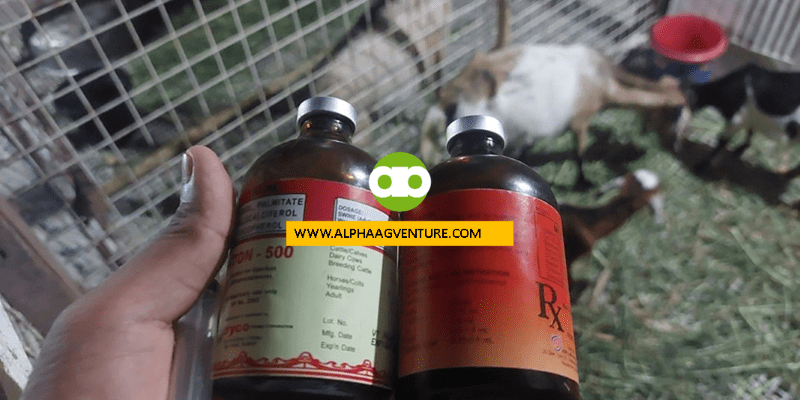 Kailan Pwedeng Magbigay ng Vit. B-Complex at Vit. ADE sa mga Kambing After Magpurga