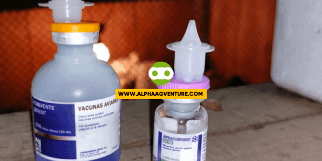 Kailangan Pa Bang Magbakuna If Dalawa o Kaunti Lang ang Manok Mo