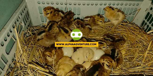 Maganda Bang Ipang-Cross ang Rhode Island Red Rooster sa mga Native Hens for Meat Production