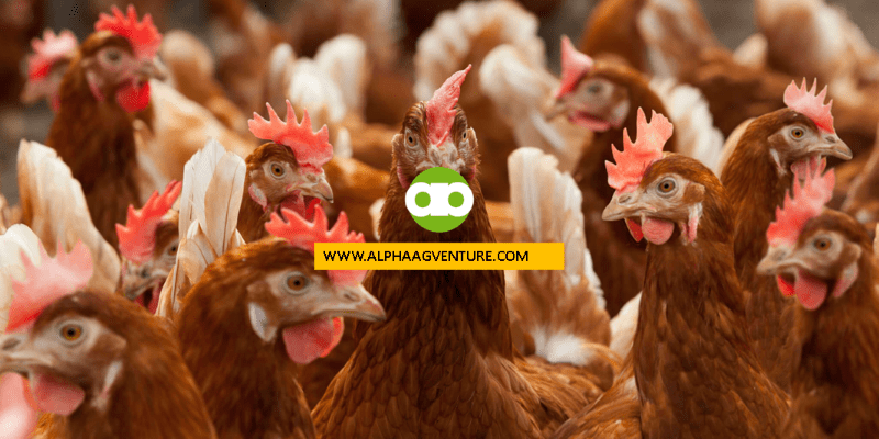 Maganda Bang Pag-asawahin ang Parehong F1 na Dekalb Brown