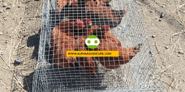 Mandatory ba ang Pagpapaligo sa mga Rhode Island Red