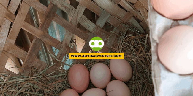 May Chance Bang Mapisa ang Fertilized na Peewee-sized Egg ng Rhode Island Red