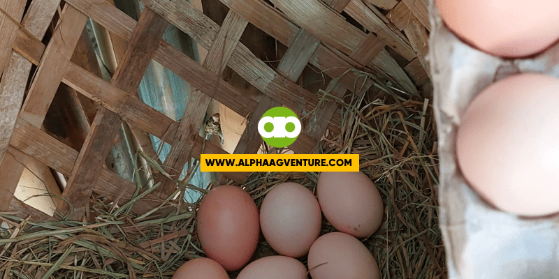 May Chance Bang Mapisa ang Fertilized na Peewee-sized Egg ng Rhode Island Red