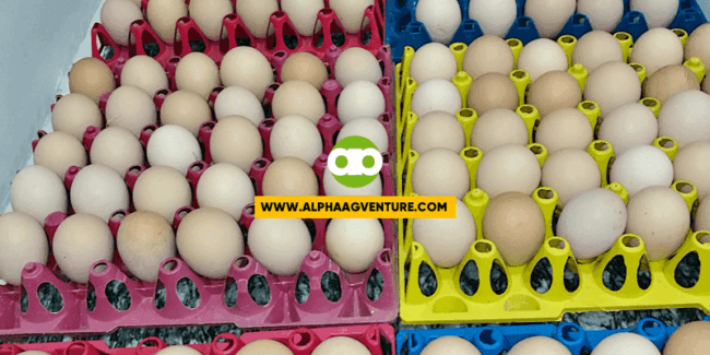 OK Bang I-crossreed ang Black Australorp at Rhode Island Red for Egg Production