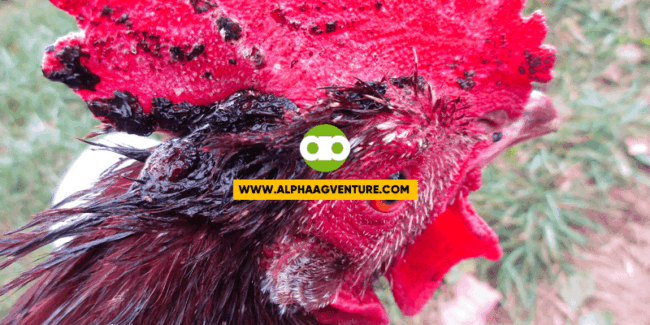 Paano Gamutin ang Sugatang Manok?