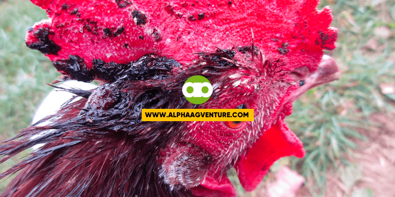 Paano Gamutin ang Sugatang Manok?