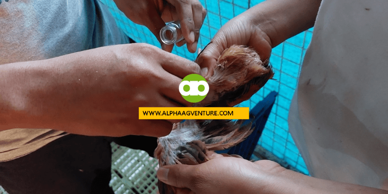 Paano Mag-Stock ng Poultry Vaccines if Wala Kang Refrigerator 2