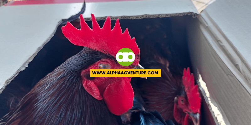 Paano Mag-alaga Ng Rhode Island Red Kapag Sobrang Init ng Panahon