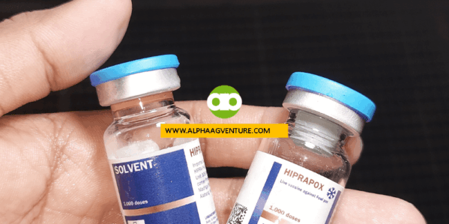 Paano Malalaman Kung Successful ang Fowl Pox Vaccination ng Rhode Island Red