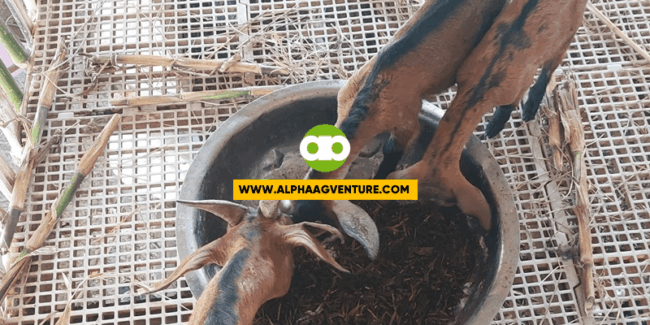 Paano Turuan ang Kambing sa Pagkain ng Corn o Napier Silage?