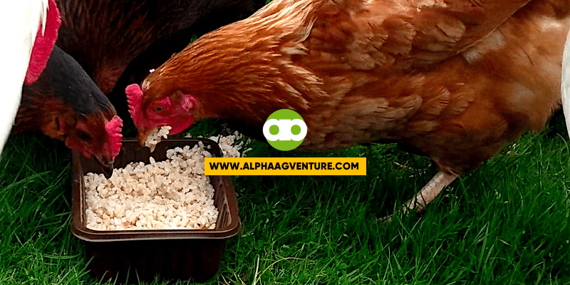 Pampalakas Ba ng Pangingitlog ng Manok ang Kanin