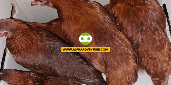 Profitable ba sa Commercial Egg Laying Business ang Rhode Island Red at Black Australorp