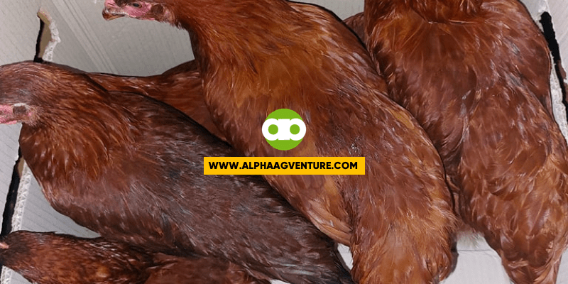 Profitable ba sa Commercial Egg Laying Business ang Rhode Island Red at Black Australorp