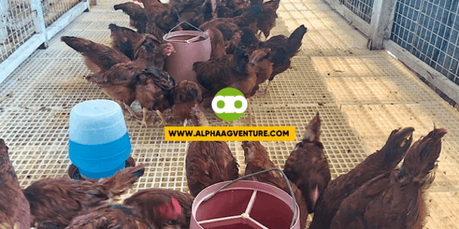 Pwede Bang Bigyan ng Antibiotic ang mga Manok na Kakabakuna Lang