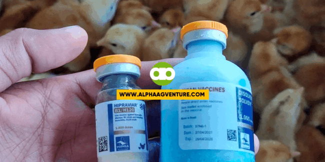 Pwede Bang Magbakuna ng ND B1B1+IB Kapag Naipon na ang mga Chicks From Multiple Clutches