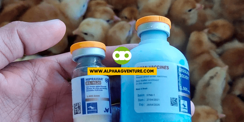 Pwede Bang Magbakuna ng ND B1B1+IB Kapag Naipon na ang mga Chicks From Multiple Clutches